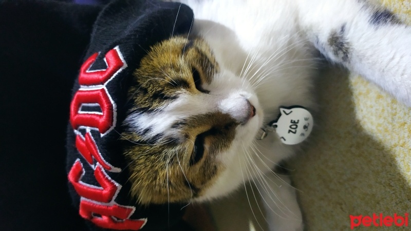 Tekir Kedi, Kedi  Zoe fotoğrafı