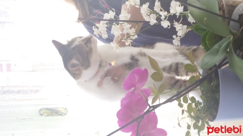 Tekir Kedi, Kedi  Zoe fotoğrafı