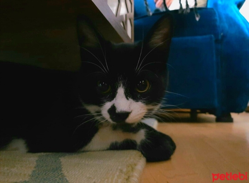 Tuxedo (Smokin) Kedi, Kedi  Karam fotoğrafı