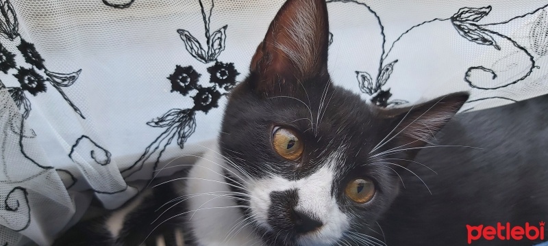 Tuxedo (Smokin) Kedi, Kedi  Karam fotoğrafı