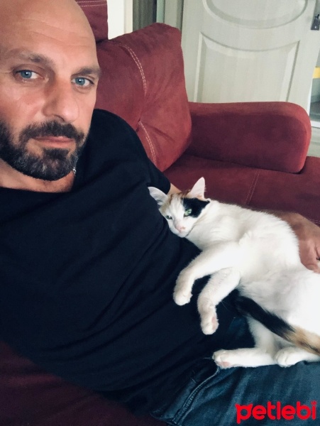 Tekir Kedi, Kedi  Boncuk fotoğrafı