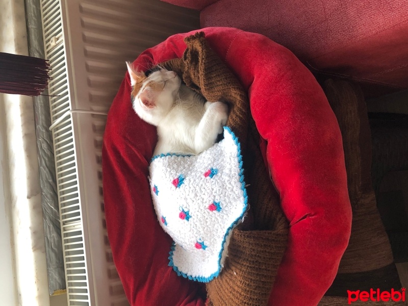 Tekir Kedi, Kedi  Boncuk fotoğrafı