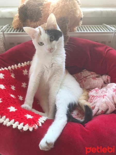 Tekir Kedi, Kedi  Boncuk fotoğrafı