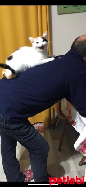 Tekir Kedi, Kedi  Boncuk fotoğrafı