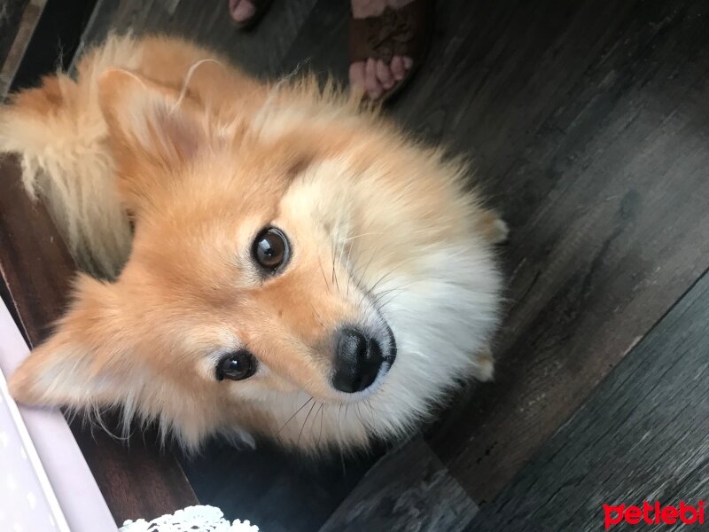 Pomeranyalı, Köpek  Şeker fotoğrafı