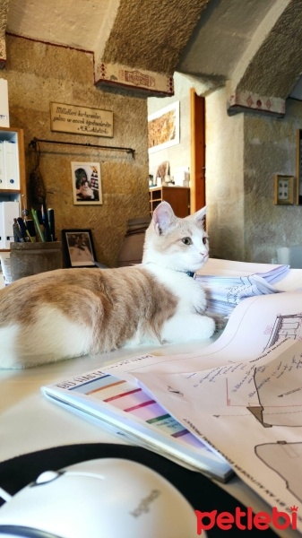 Tekir Kedi, Kedi  Köpük fotoğrafı