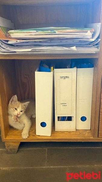 Tekir Kedi, Kedi  Köpük fotoğrafı