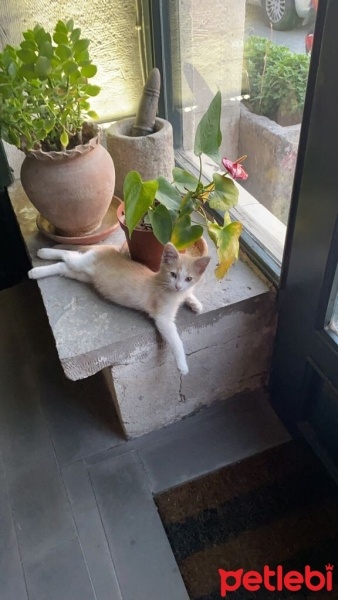 Tekir Kedi, Kedi  Köpük fotoğrafı