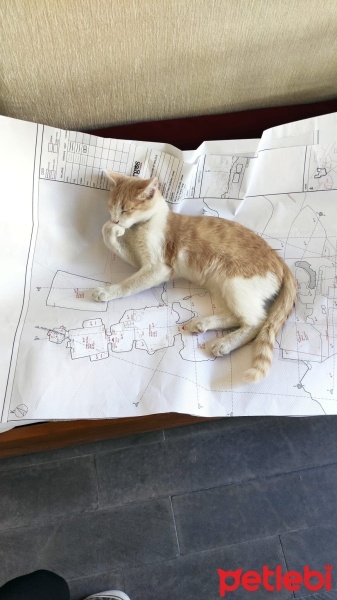 Tekir Kedi, Kedi  Köpük fotoğrafı