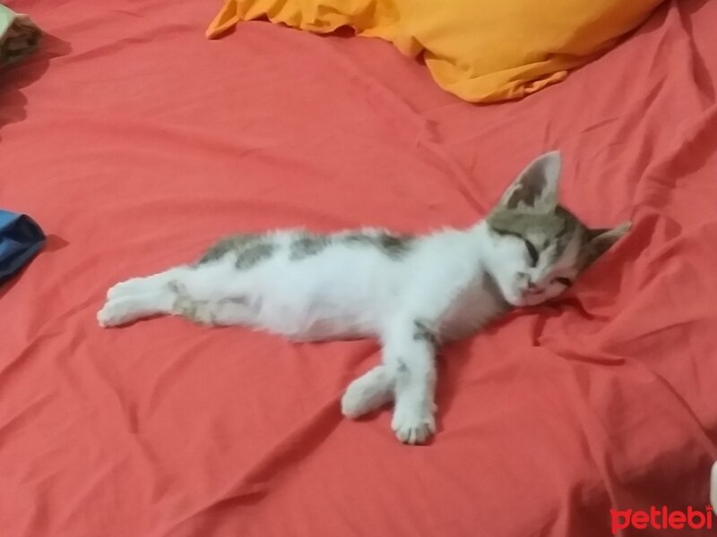 Tekir Kedi, Kedi  Asian fotoğrafı