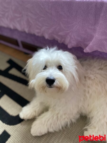 Maltese, Köpek  Cookie fotoğrafı