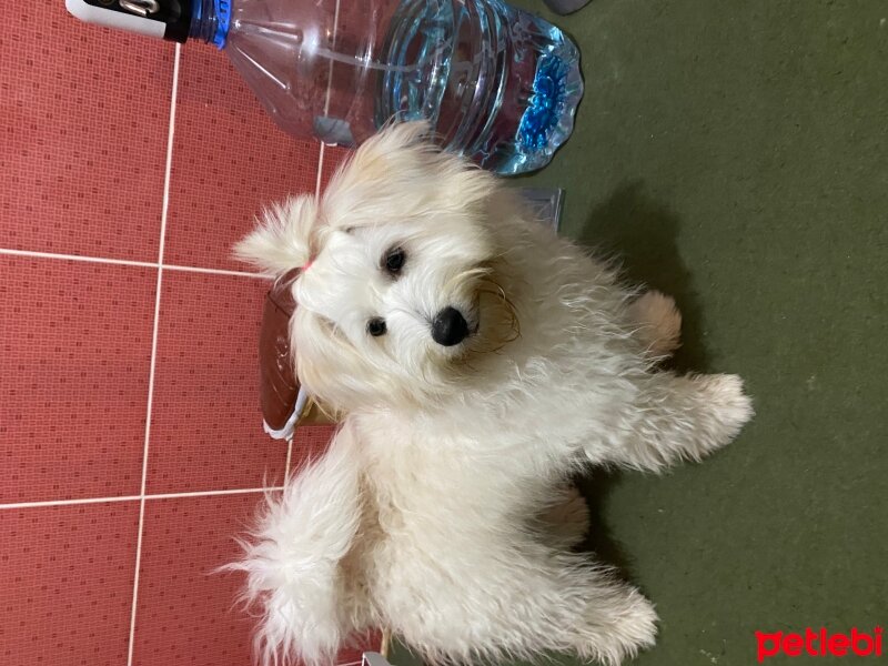 Maltese, Köpek  Cookie fotoğrafı