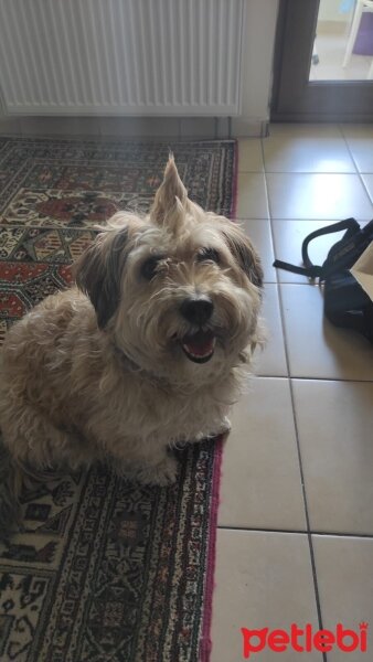 Glen of Imaal Terrier, Köpek  Şirin fotoğrafı