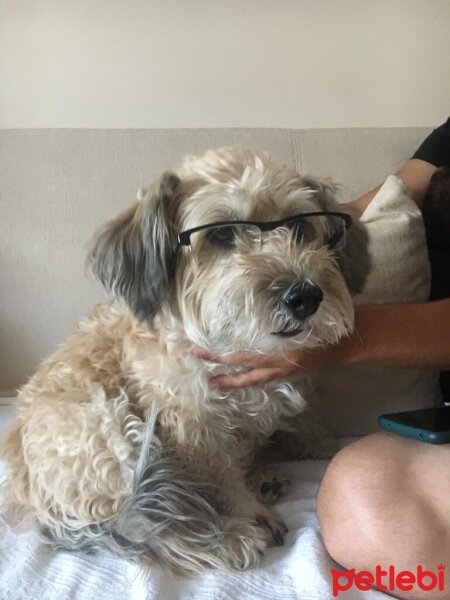 Glen of Imaal Terrier, Köpek  Şirin fotoğrafı