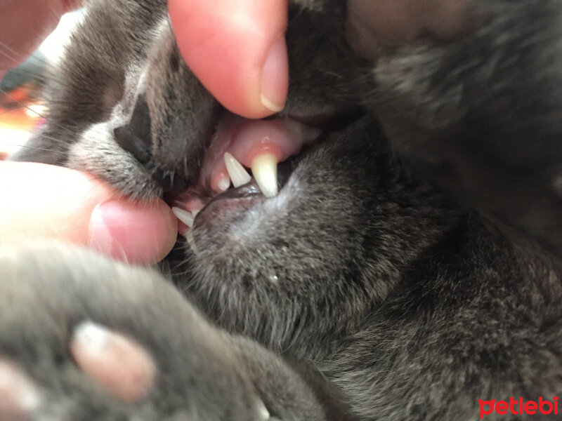 British Shorthair, Kedi  Minnoş fotoğrafı