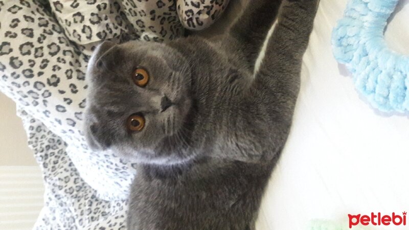 Scottish Fold, Kedi  Balım fotoğrafı