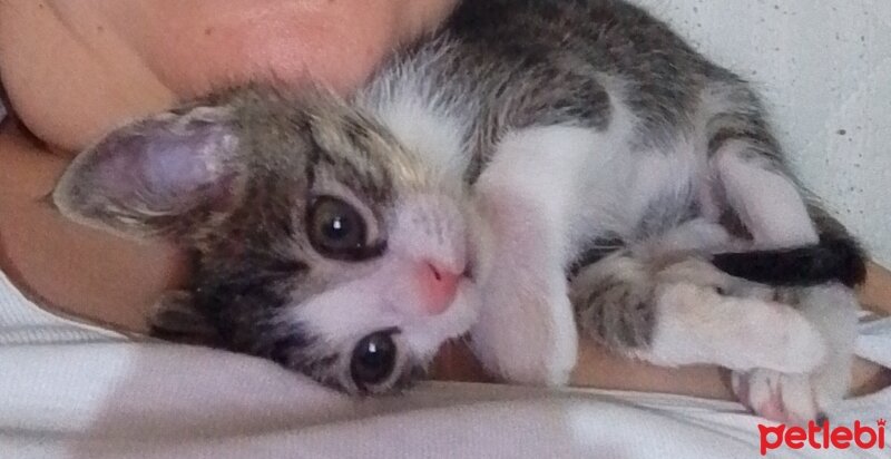 Scottish Fold, Kedi  Balım fotoğrafı