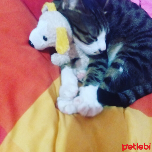 Bengal, Kedi  Duman fotoğrafı