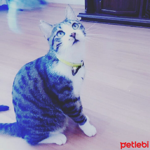 Bengal, Kedi  Duman fotoğrafı