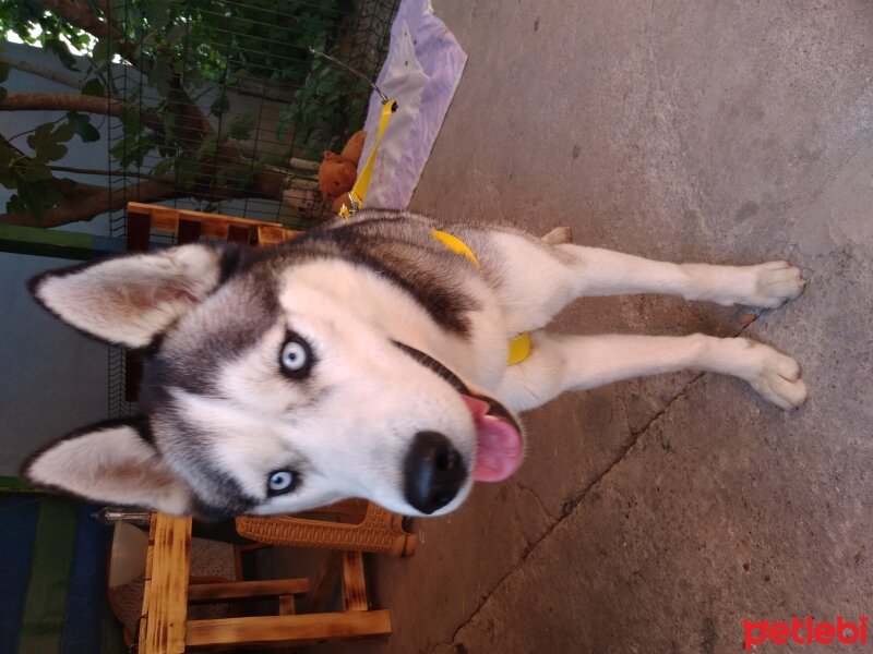 Sibirya Kurdu (Husky), Köpek  Beyaz fotoğrafı