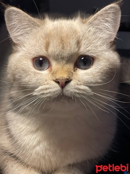 British Shorthair, Kedi  MİŞA fotoğrafı