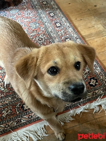 Chow Chow (çin Aslanı), Köpek  KAHVE fotoğrafı