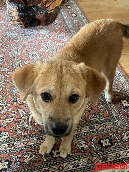 Chow Chow (çin Aslanı), Köpek  KAHVE fotoğrafı