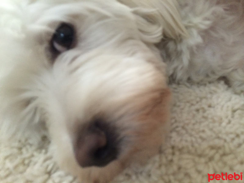 Maltese, Köpek  Babi fotoğrafı