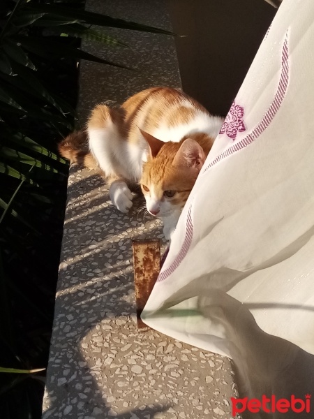 Tekir Kedi, Kedi  Tekir fotoğrafı