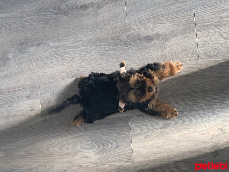 Yorkshire Terrier, Köpek  Badem fotoğrafı