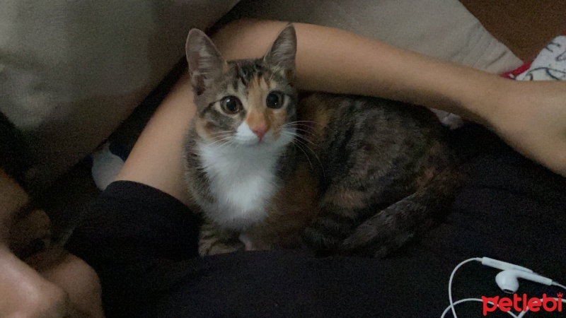 Tekir Kedi, Kedi  Kuşum fotoğrafı
