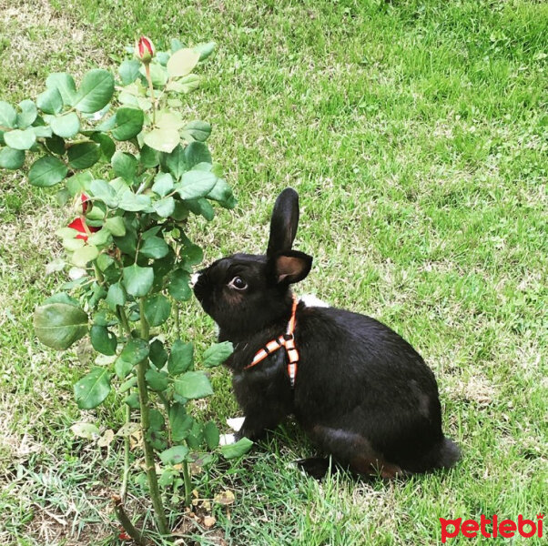 Tavşan, Kemirgen  Ponçik fotoğrafı