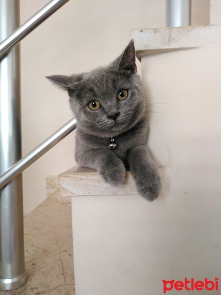 British Shorthair, Kedi  Mali fotoğrafı