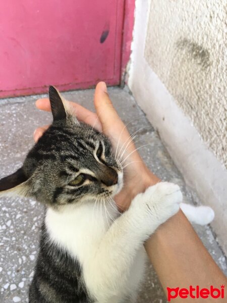 Sarman, Kedi  Tarçın fotoğrafı