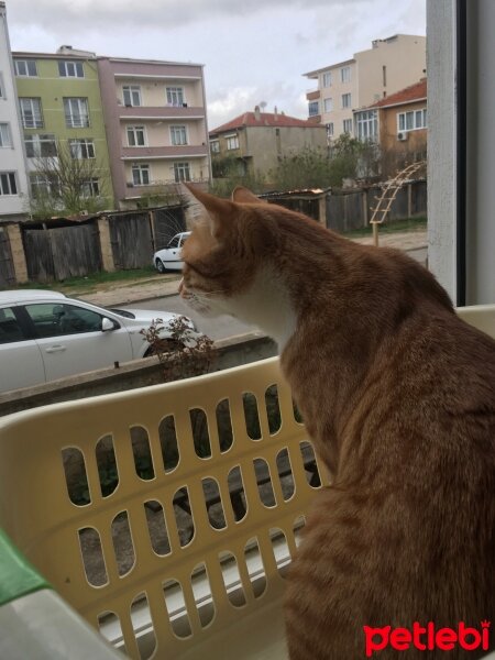 Sarman, Kedi  Tarçın fotoğrafı