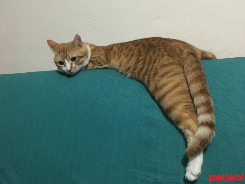 Sarman, Kedi  Tarçın fotoğrafı