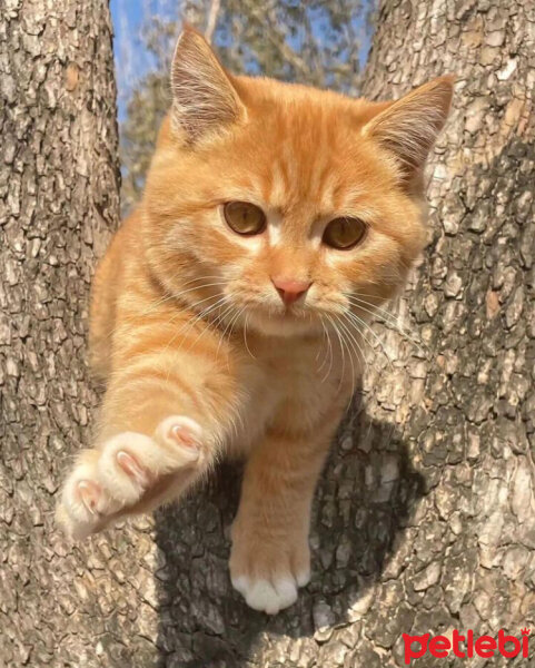 Sarman, Kedi  Tarçın fotoğrafı