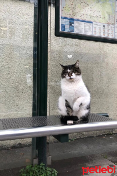 Sarman, Kedi  Tarçın fotoğrafı