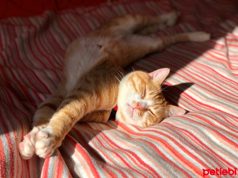 Sarman, Kedi  Tarçın fotoğrafı