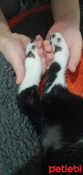 Tekir Kedi, Kedi  Minnoş fotoğrafı