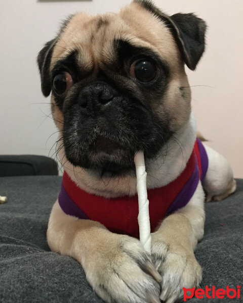 Pug, Köpek  Maya fotoğrafı