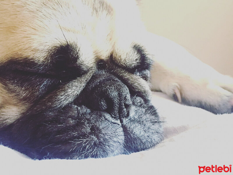 Pug, Köpek  Maya fotoğrafı