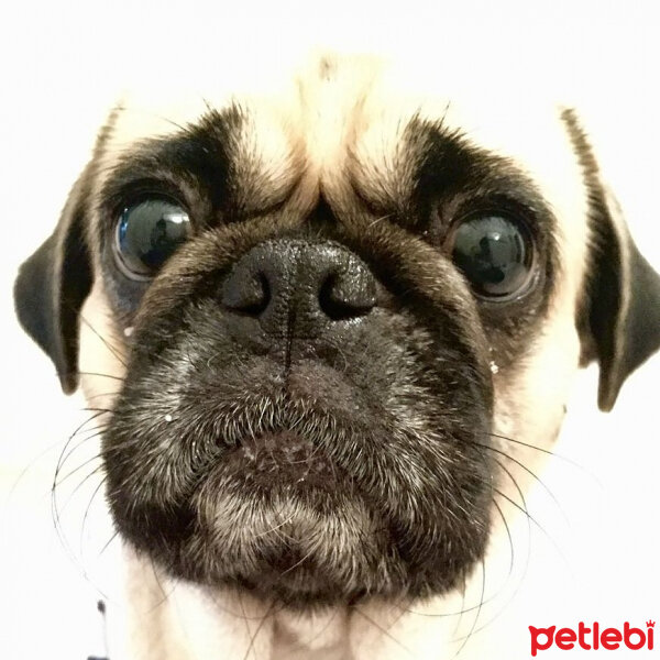 Pug, Köpek  Maya fotoğrafı