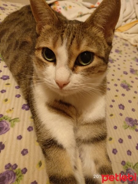 Tekir Kedi, Kedi  BETİ fotoğrafı