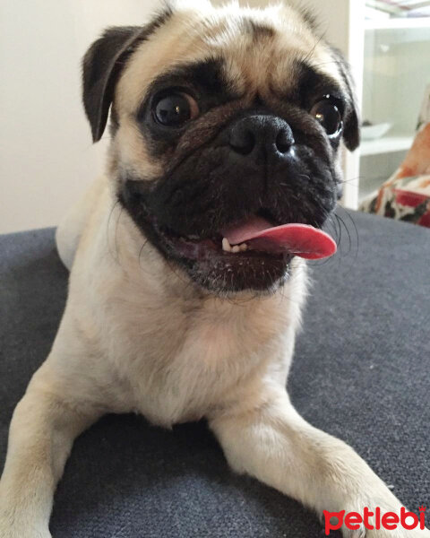 Pug, Köpek  Maya fotoğrafı