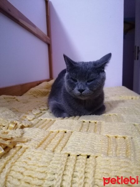 British Shorthair, Kedi  Venüs fotoğrafı