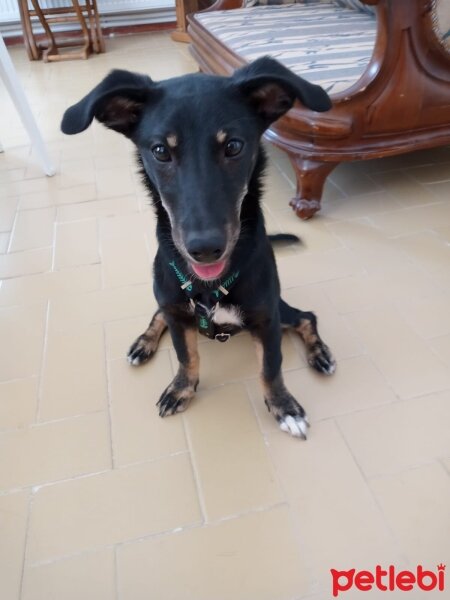 Jack Russell Terrier, Köpek  Karam fotoğrafı