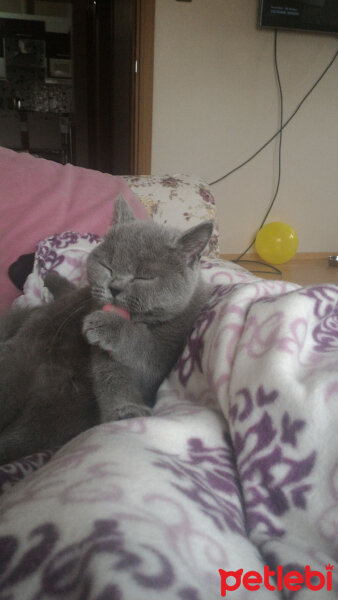 British Shorthair, Kedi  Pablo fotoğrafı