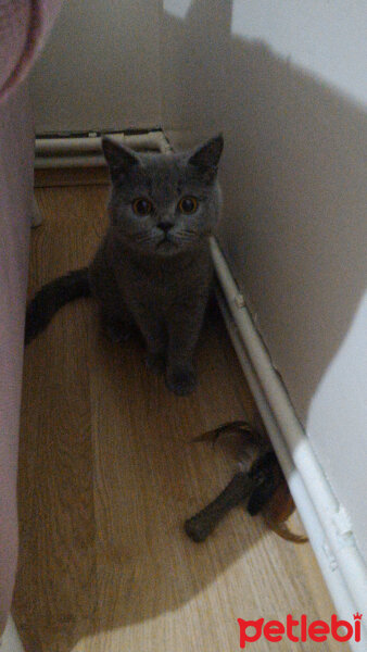 British Shorthair, Kedi  Pablo fotoğrafı