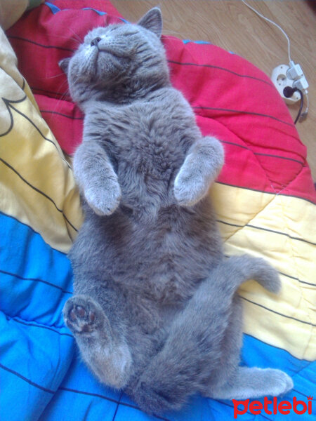 British Shorthair, Kedi  Pablo fotoğrafı